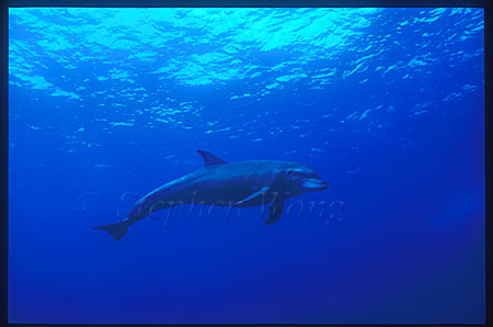 Bottlenosed Dolphins 103