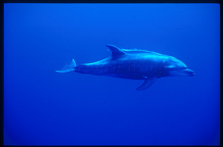 Bottlenosed Dolphins 104