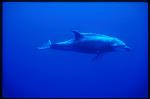 Bottlenosed Dolphins 104