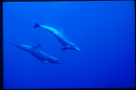 Bottlenosed Dolphins 105