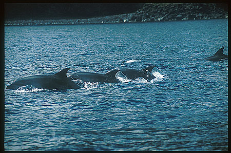 Bottlenosed Dolphins 107