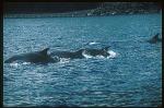 Bottlenosed Dolphins 107
