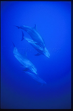 Bottlenosed Dolphins 109