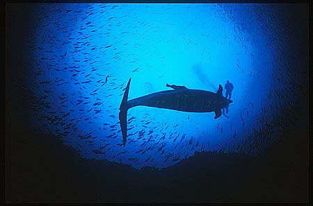 Bottlenosed Dolphins 110