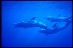 Bottlenosed Dolphins 111