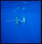 Bottlenosed Dolphins 112