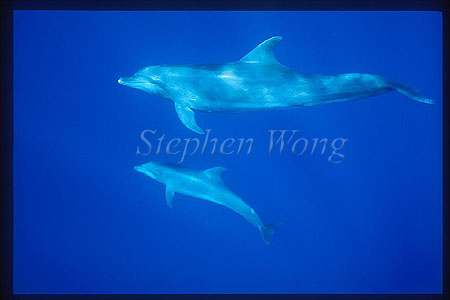 Bottlenosed Dolphins 113