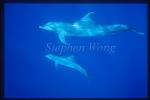Bottlenosed Dolphins 113