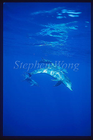 Bottlenosed Dolphins 114