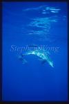 Bottlenosed Dolphins 114