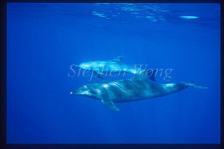 Bottlenosed Dolphins 115