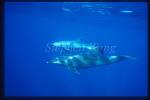 Bottlenosed Dolphins 115