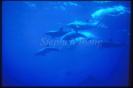 Bottlenosed Dolphins 116