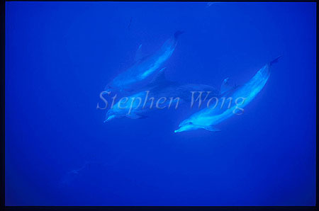 Bottlenosed Dolphins 117