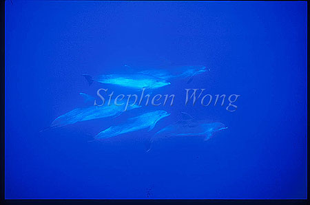 Bottlenosed Dolphins 119
