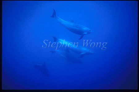 Bottlenosed Dolphins 120