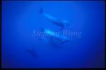 Bottlenosed Dolphins 120