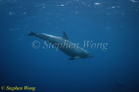 Bottlenosed Dolphins 121 Sangalaki 080103