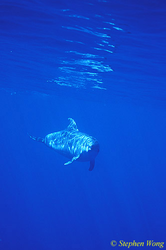 Bottlenosed Dolphins 122 110803