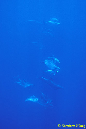 Bottlenosed Dolphins 123 110803