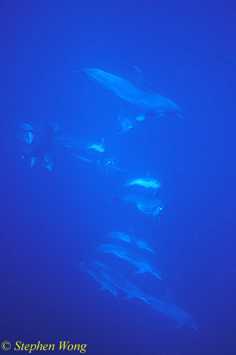 Bottlenosed Dolphins 124 110803