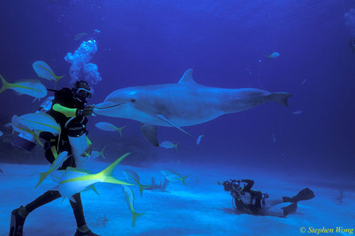 Bottlenosed Dolphins 125 Bahamas 051304