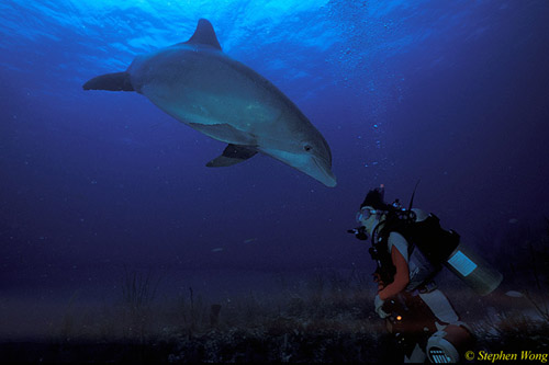 Bottlenosed Dolphins 126 Bahamas 051304