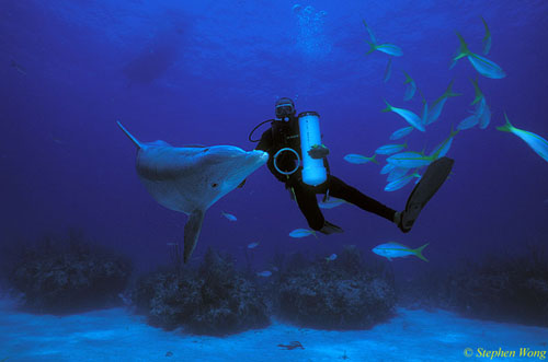 Bottlenosed Dolphins 131 Bahamas 051304