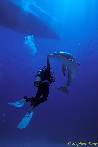 Bottlenosed Dolphins 134 Bahamas 051304
