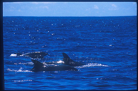 Bottlenosed Dolphins & False Killer Whales 01