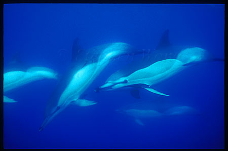 Common Dolphins 103