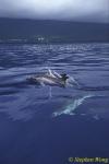 Common Dolphins 114 110803