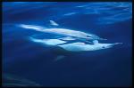 Common Dolphins mating 101