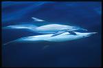 Common Dolphins mating 103