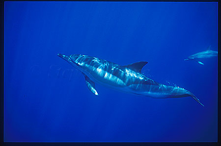 Common Dolphin & Spotted Dolphin 01