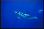 Common Dolphin & Spotted Dolphin 01