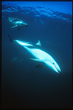 Dusky Dolphins 102