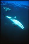 Dusky Dolphins 102