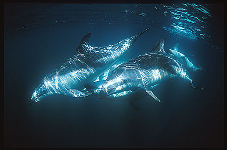 Dusky Dolphins 103