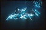 Dusky Dolphins 103