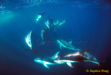 Dusky Dolphins 104