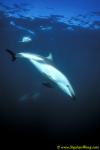 Dusky Dolphins 107