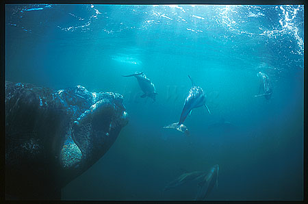 Dusky Dolphins & Southern Right Whale 02