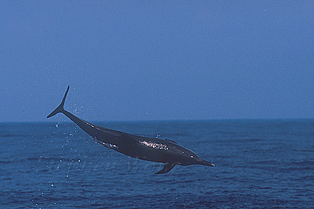 Pacific Spotted Dolphins 103