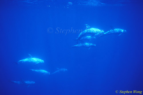 Risso's Dolphins 05 110803