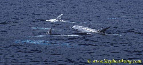 Risso\'s Dolphins 07c 0705
