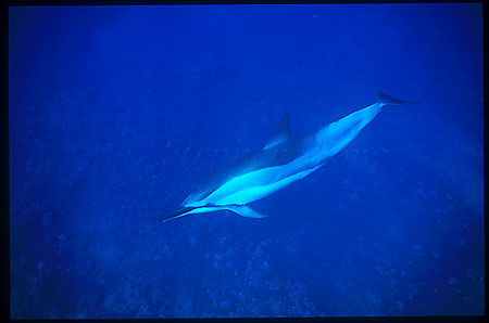 Spinner Dolphins 101