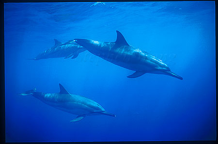 Spinner Dolphins 102