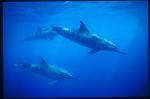 Spinner Dolphins 102