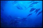 Spinner Dolphins 103